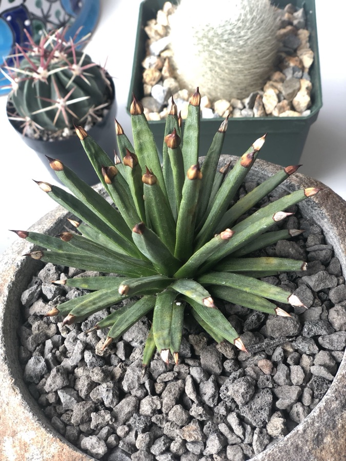 Agave albopilosa in a stone bowl, its narrow green leaves ending in pale tips, beside two small cacti