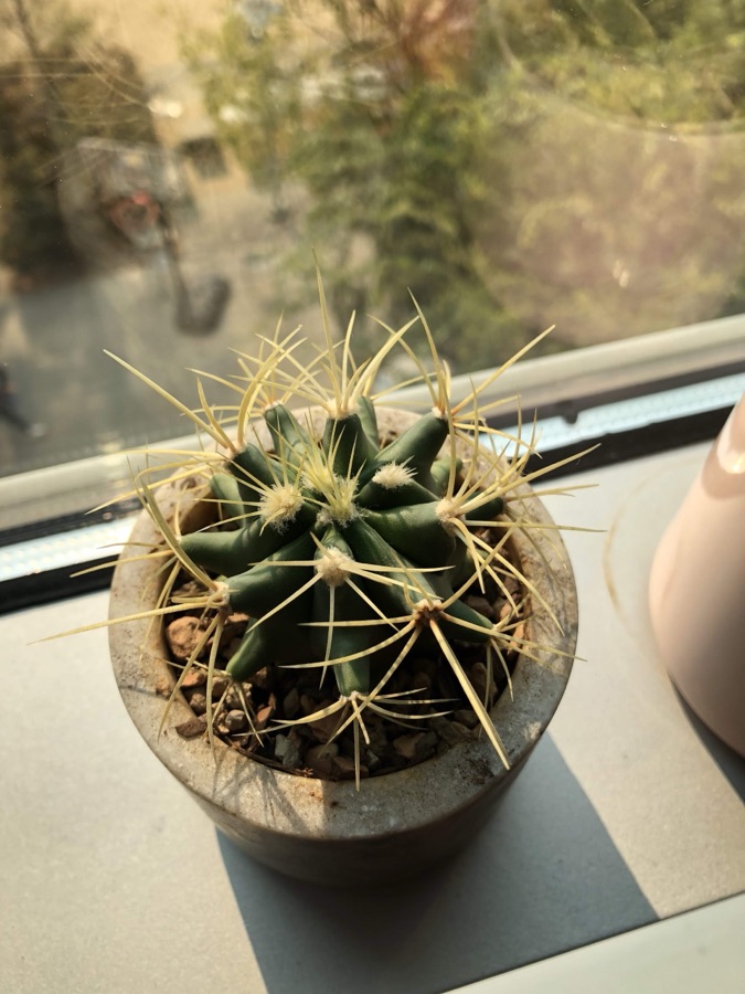 Ferocactus glaucescens, a round barrel cactus with long straw-coloured spines, in a stone pot on a windowsill