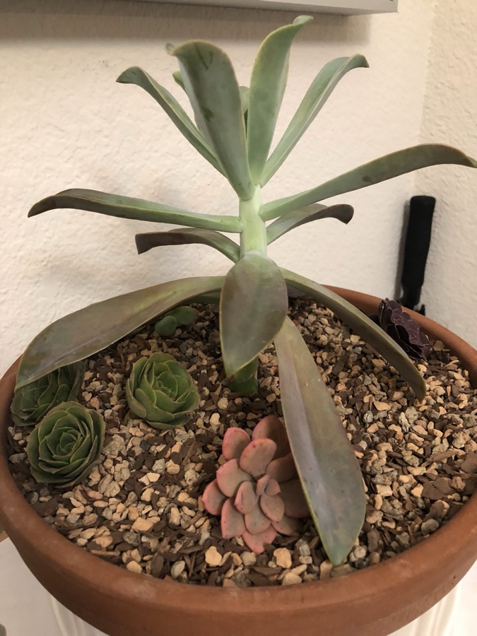 A Graptoveria &lsquo;Fred Ives&rsquo; grown tall on a bare stem with its leaves spread wide, in a terracotta bowl planted with small rosettes