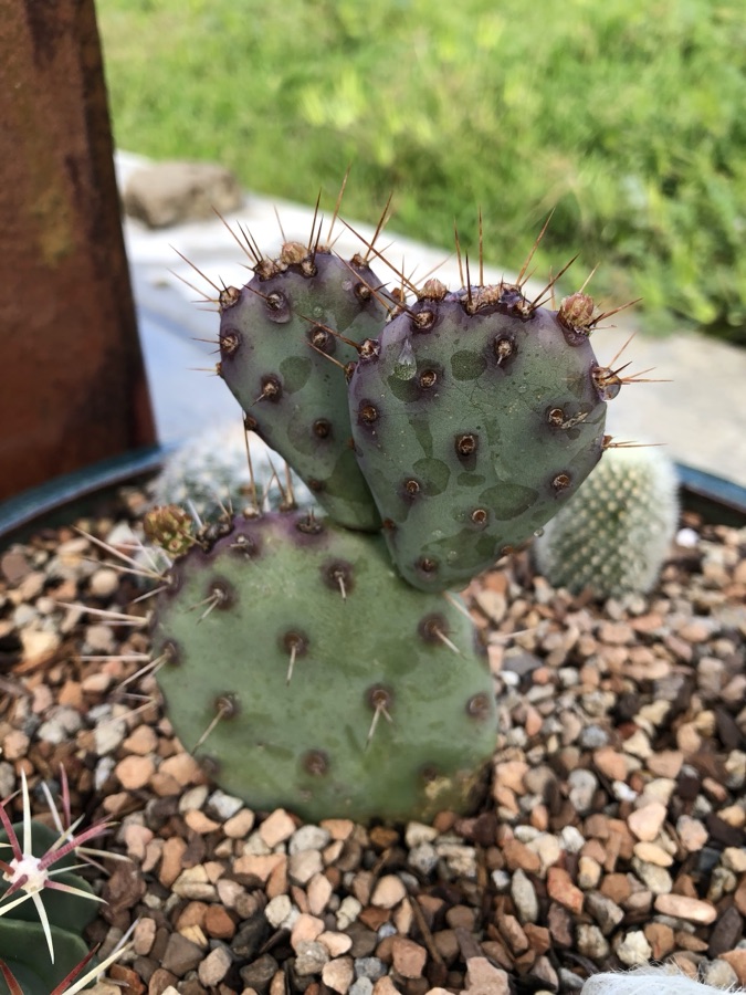 A young Opuntia santa-rita with three purple-edged pads, growing in gravel